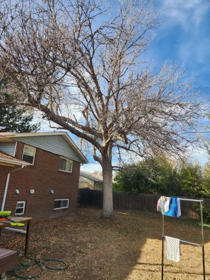 Declining ash tree removed section by section in an Arvada backyard