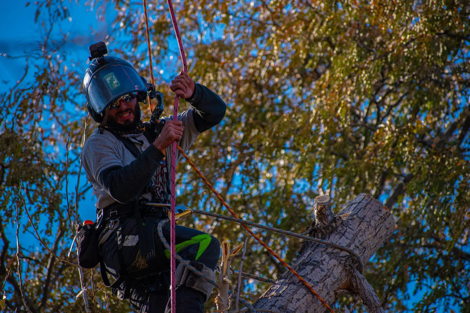 Branching Out arborist roped in high on a tree during a technical removal