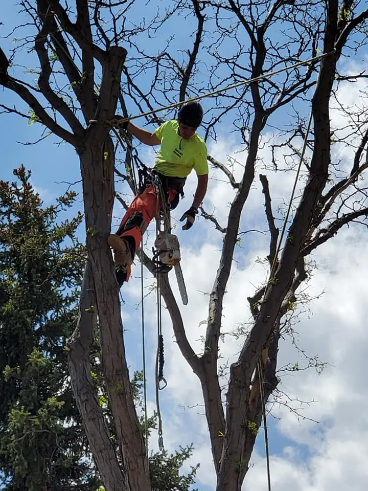 Certified climber rigging a limb during a technical tree removal