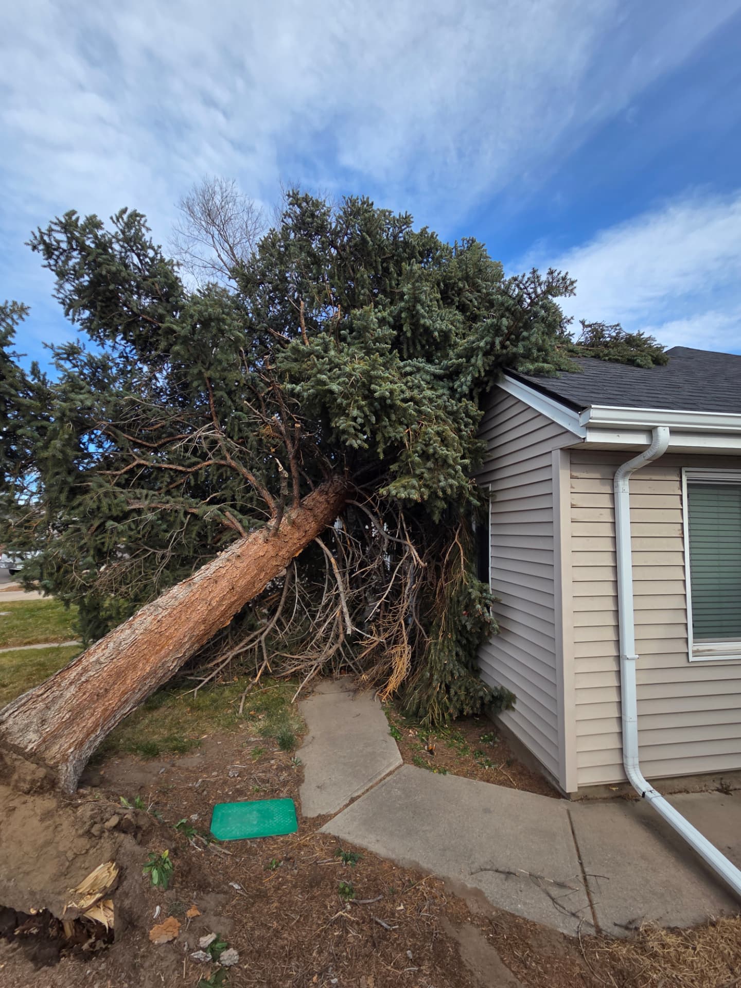 Storm-damaged tree resting on a Wheat Ridge home roof before emergency removal