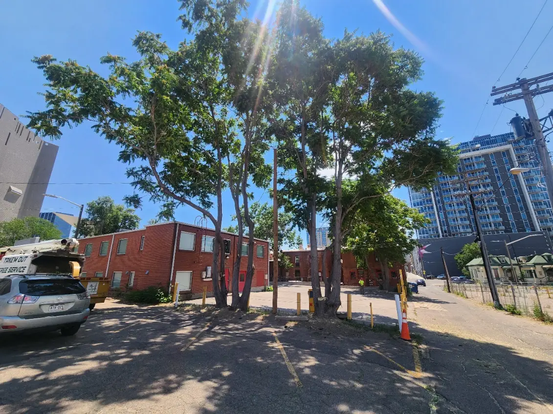Branching Out crew performing commercial tree work near the Denver Art Museum