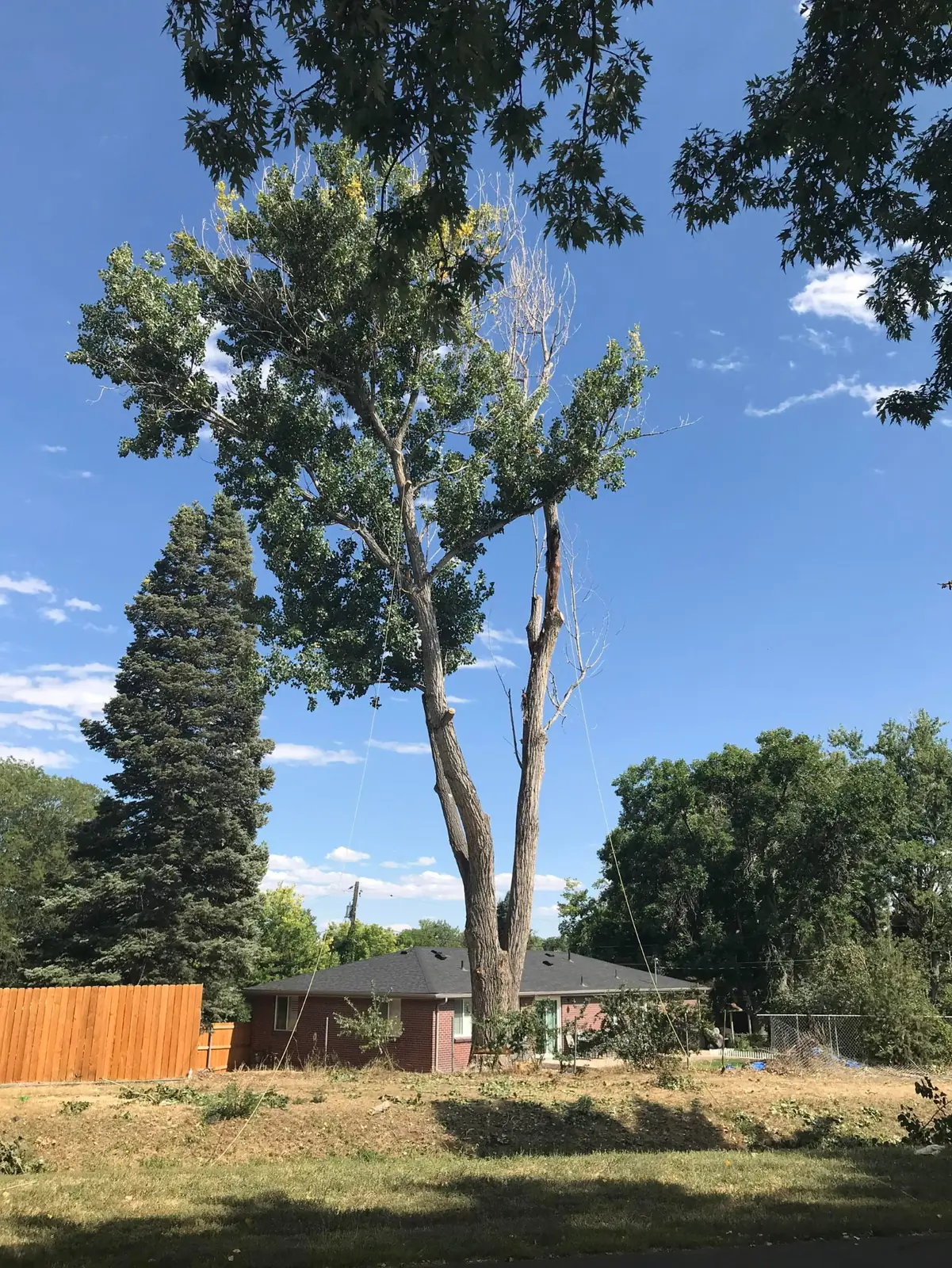 Large cottonwood removal in progress with the crew staging brush for chipping